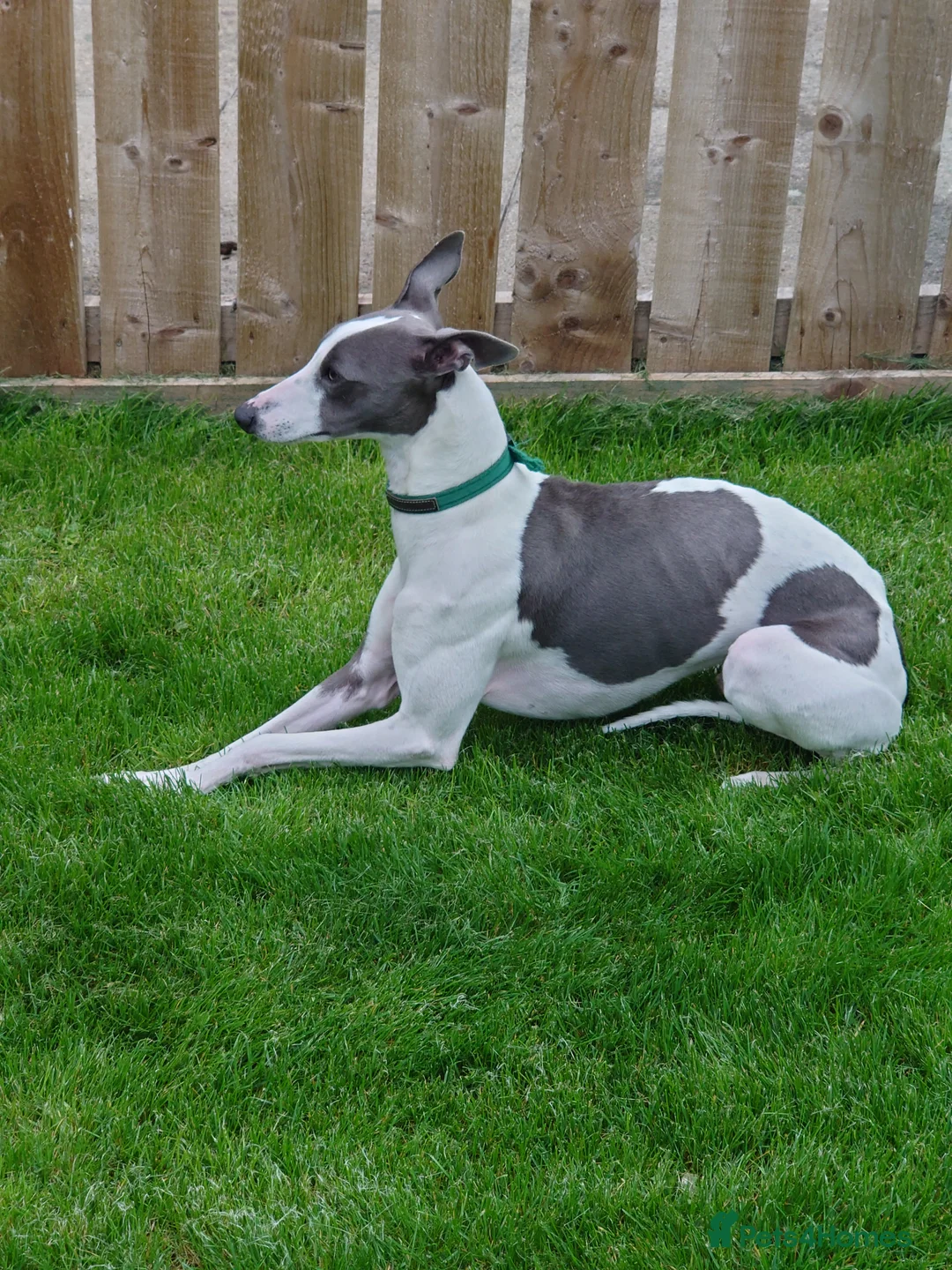 Whippet dogs for stud: Full cream kc and blue white parti kc for stud in Crook - Advert 10
