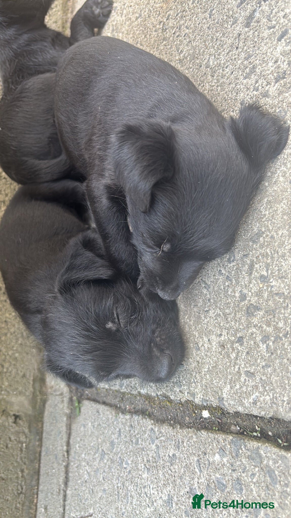 Patterdale Terrier dogs PURE Patterdale Terrier  - Advert 2