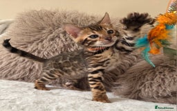 Bengal cats for sale: ✨ Bengal TICA Registered kittens Available ✨🐱 - Image 30