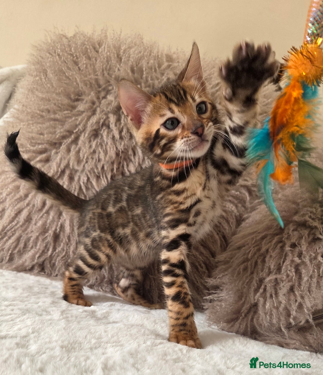 Bengal cats for sale: ✨ Bengal TICA Registered kittens Available ✨🐱 - Image 30