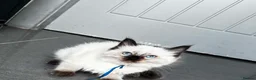 Ragdoll cats for sale: Pure breed ragdoll kittens READY NOW  - Advert 19