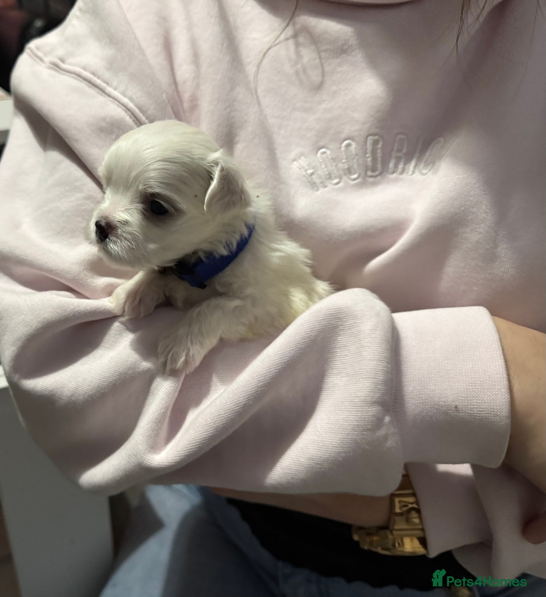 Maltese dogs for sale: >>> BEAUTIFULLY  **  PUPPIES POSSIBLE !!!<<< - Advert 11