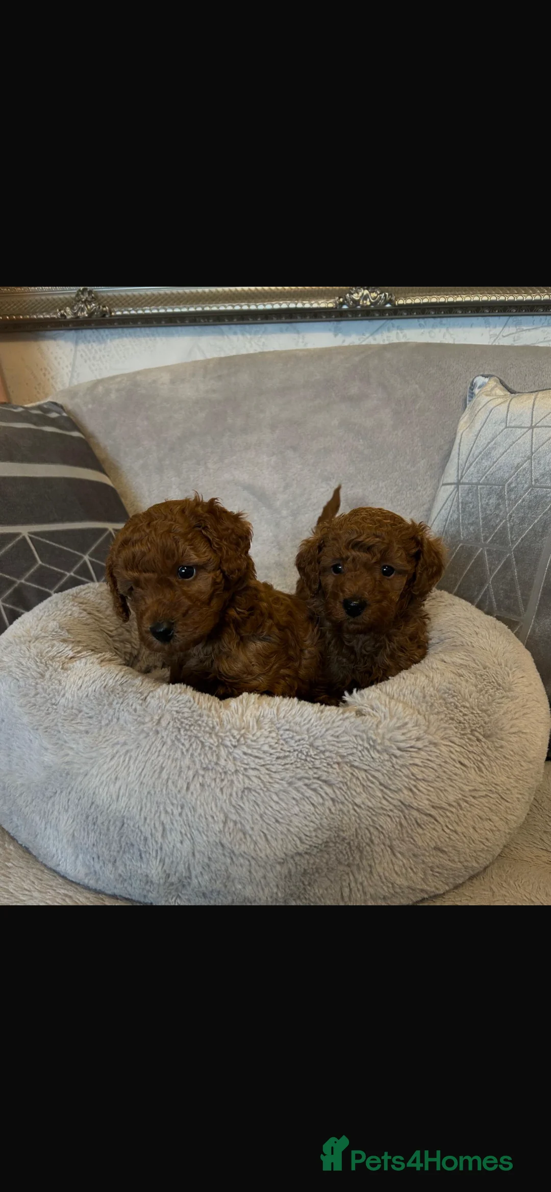 Toy Poodle dogs for sale: KC Registered Toy Poodle – 1 girl available - Advert 5