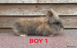 Lionhead rabbits for sale: Beautiful lionheads - Image 1