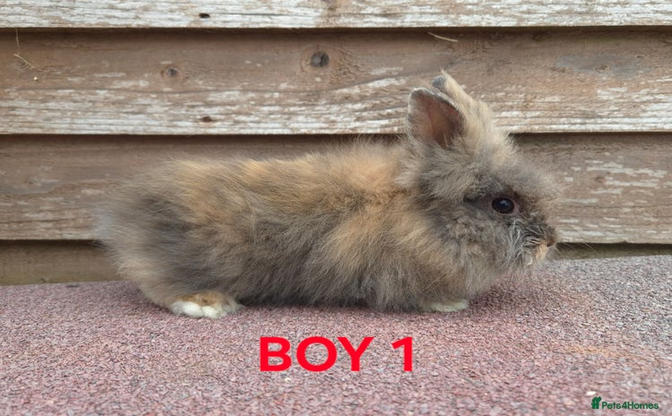 Lionhead rabbits - Advert 6