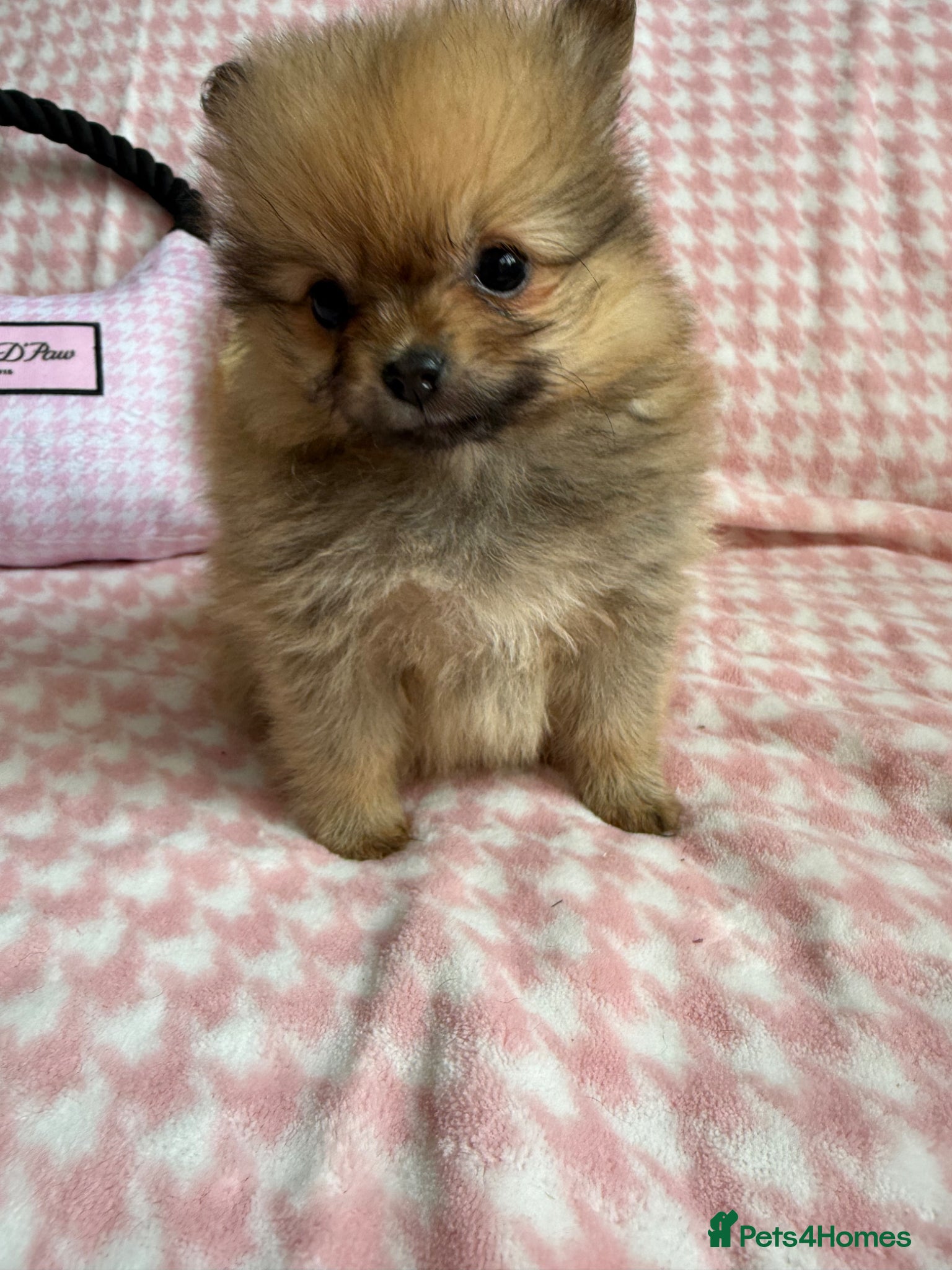 Pomeranian dogs Beautiful quality health checked Pomeranian girls  - Advert 8