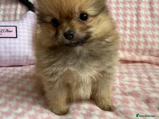 Pomeranian dogs Beautiful quality health checked Pomeranian girls - Advert 15