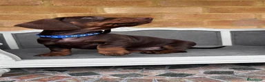 Miniature Dachshund 4