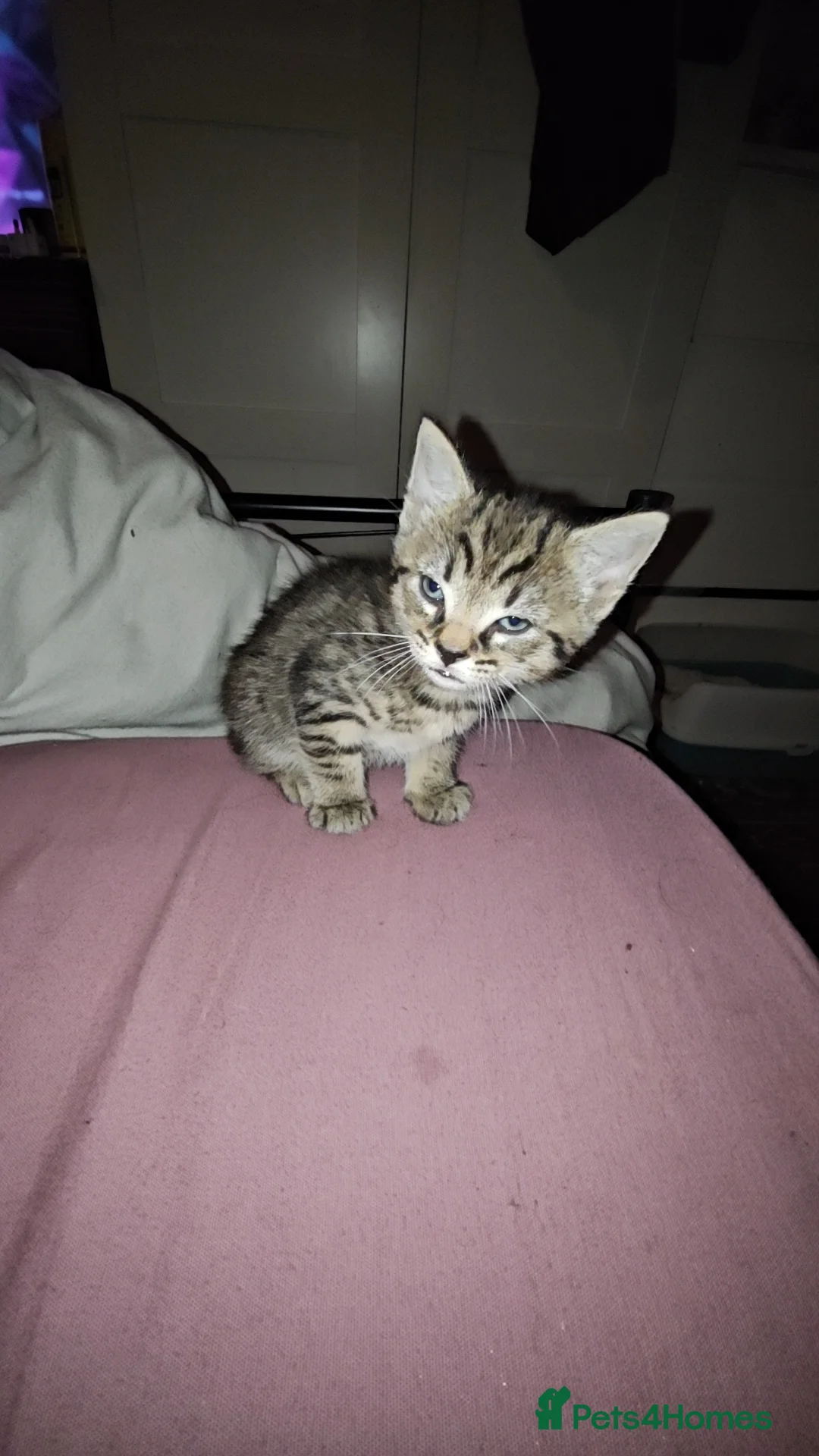Mixed Breed cats for sale: Tabby - Advert 4
