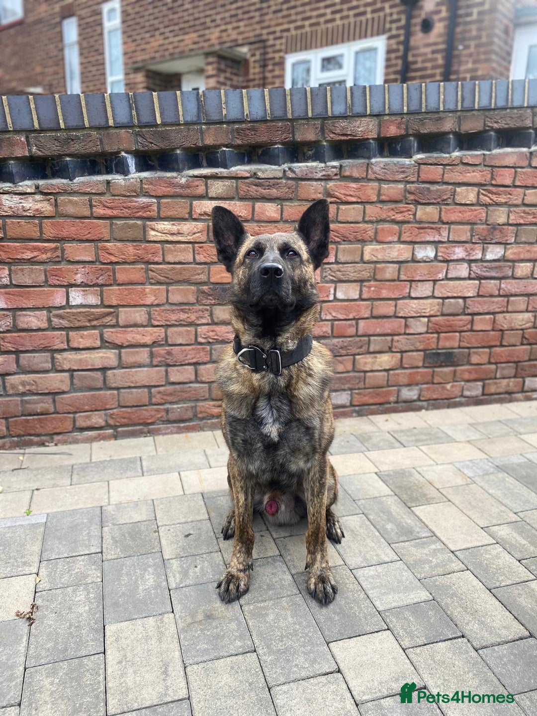 Mixed Breed dogs for sale: Meet Kenzo – The Perfect Family protector - Image 2