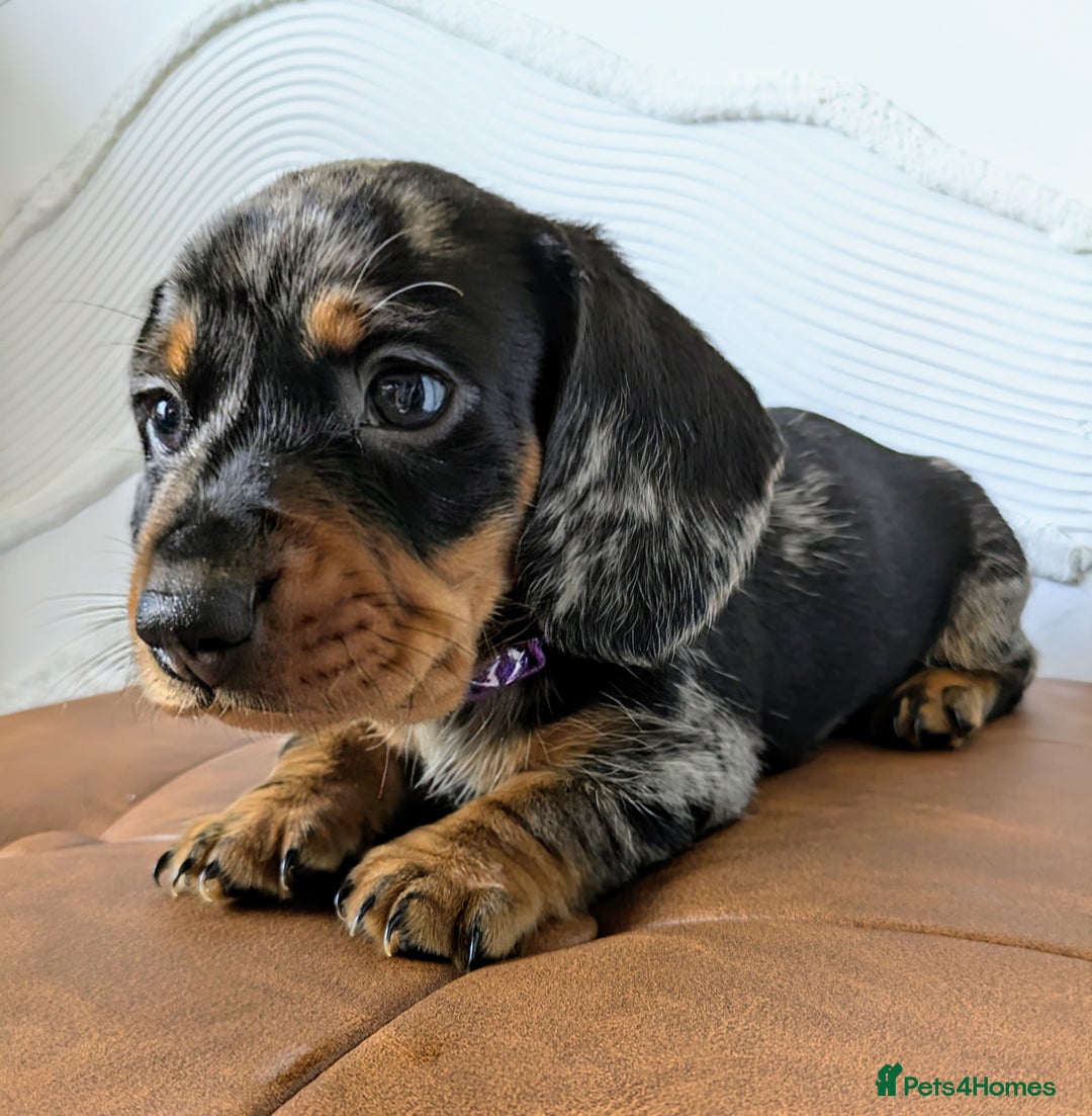 Miniature Dachshund dogs for sale: Miniature Dachshund Puppies  - Image 10