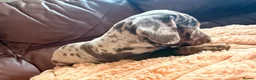 Miniature Dachshund dogs for sale: Miniature Dachshund Puppies - Advert 22