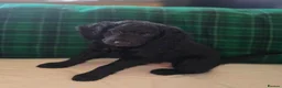 Cockapoo dogs for sale: Gorgeous Cockerpoo-Cross puppies, Mum+Dad our pets - Advert 16