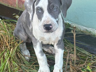Great Dane dogs Reduced***** KC registered blue Great Dane puppies - Advert 4