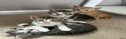 Mixed Breed cats for sale: Stunning kittens  in Ashford - Advert 2
