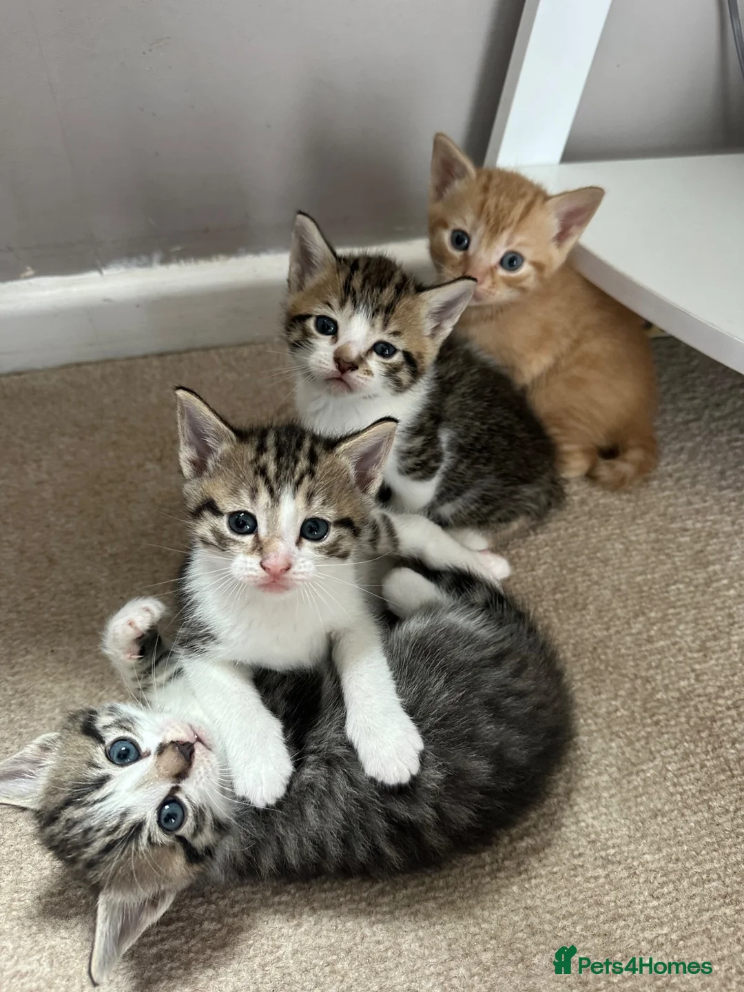 Mixed Breed cats for sale: Stunning kittens  in Ashford - Advert 2