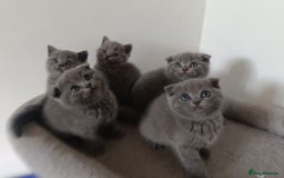 Scottish Fold cats for sale: Adorable Scottish fold x BSH kittens ready soon! - Image 1