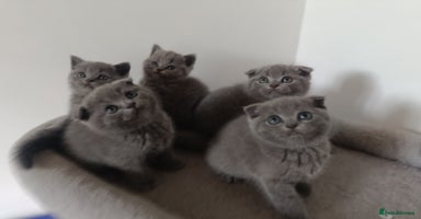 Scottish Fold cats - Advert 6