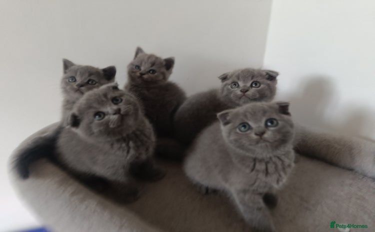 Scottish Fold cats - Advert 4