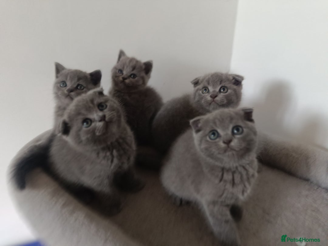 Scottish Fold cats for sale: Adorable Scottish fold x BSH kittens ready soon! - Image 1