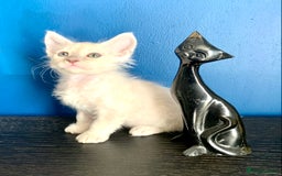 LaPerm cats for sale: Cuddly Curly LaPerm Kittens - Advert 4