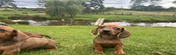 Dachshund dogs for sale: Dachshund puppies stunning red dapple   in Whitby - Advert 12