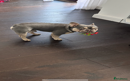 French Bulldog dogs for sale: Adorable 1-Year-Old French Bulldog – KC Registered - Image 2