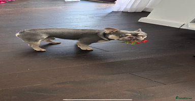 French Bulldog dogs - Advert 4