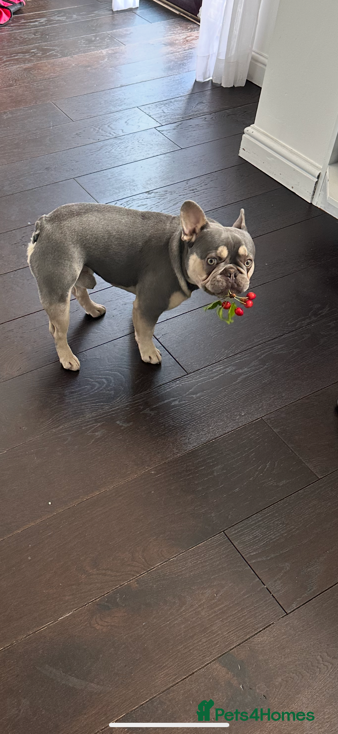 French Bulldog dogs for sale: Adorable 1-Year-Old French Bulldog – KC Registered - Image 2