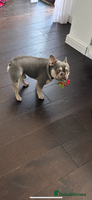 French Bulldog dogs - Advert 4