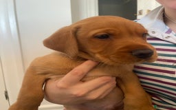 Labrador Retriever dogs for sale: Red Fox Labrador Puppies  - Image 12