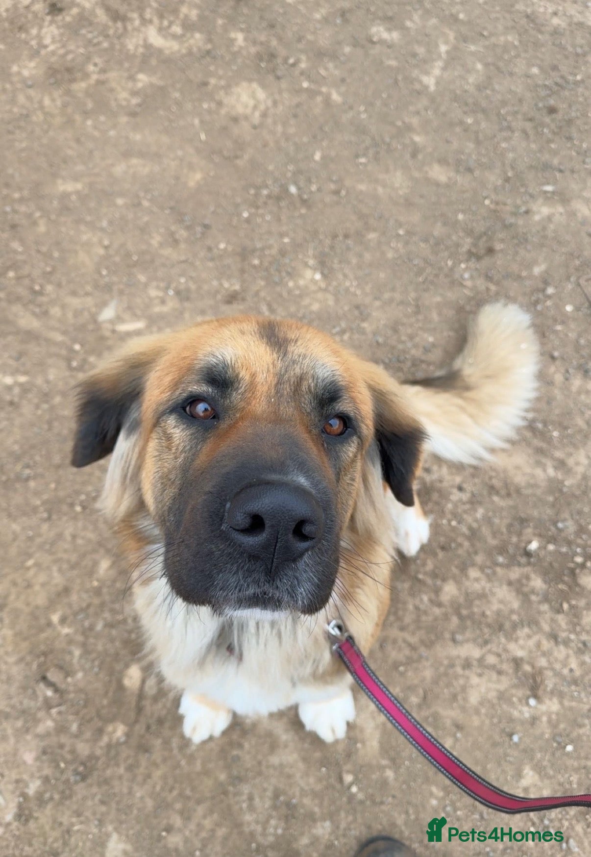 Mixed Breed dogs Working St Bernard cross German Shepherd - Advert 3