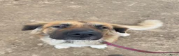 Mixed Breed dogs for sale: Working St Bernard cross German Shepherd - Advert 1