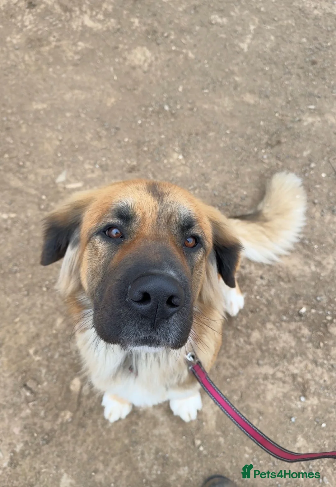 Mixed Breed dogs for sale: Working St Bernard cross German Shepherd - Advert 1