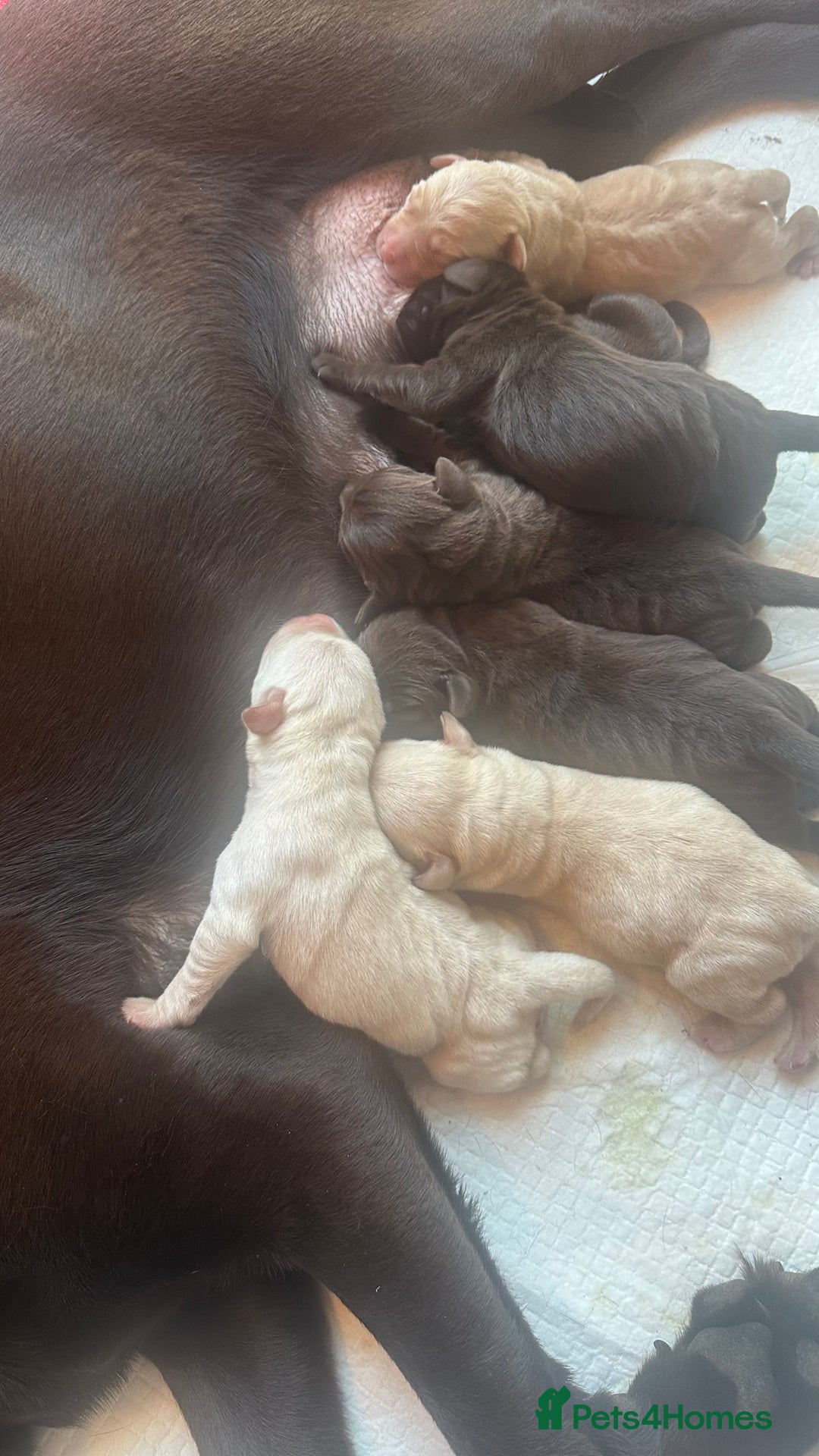 Labrador Retriever dogs for sale: 9 perfect Labrador puppies  - Advert 11