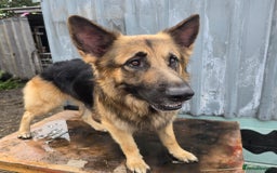 German Shepherd dogs for stud: Kaizer available for Stud - Image 3