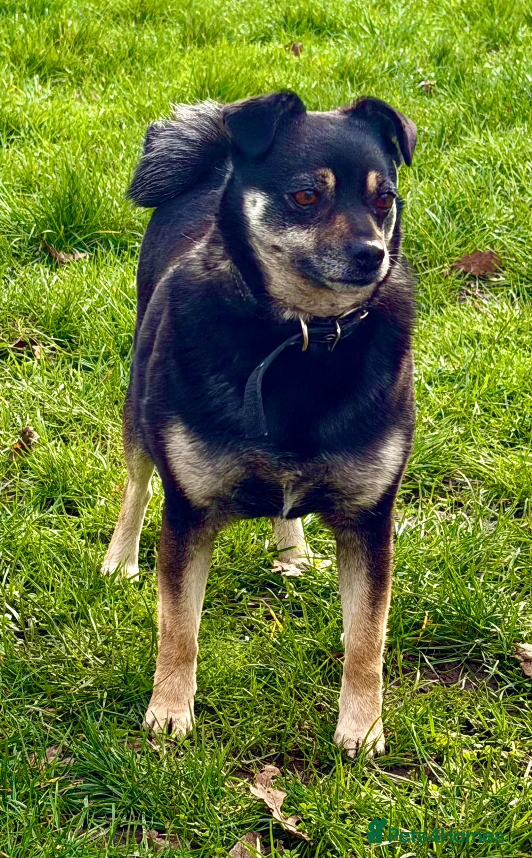 Miniature Pinscher dogs for adoption: JULIA – Female  in West Malling - Advert 1