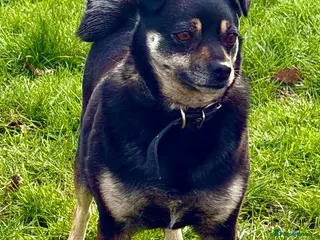 Miniature Pinscher dogs JULIA – Female Miniature Pinscher - Advert 17