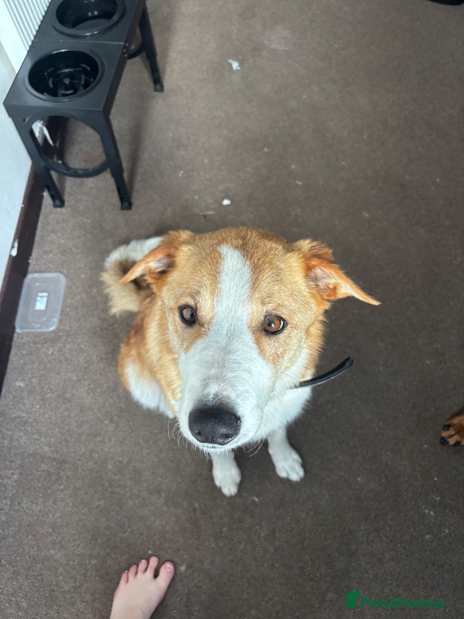 Mixed Breed dogs Welsh collie looking for a loving home - Advert 1