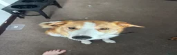 Mixed Breed dogs for sale: Welsh collie looking for a loving home in Swansea - Advert 1