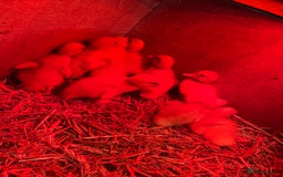 Ducks poultry for sale: Day old peaken ducks  - Image 3