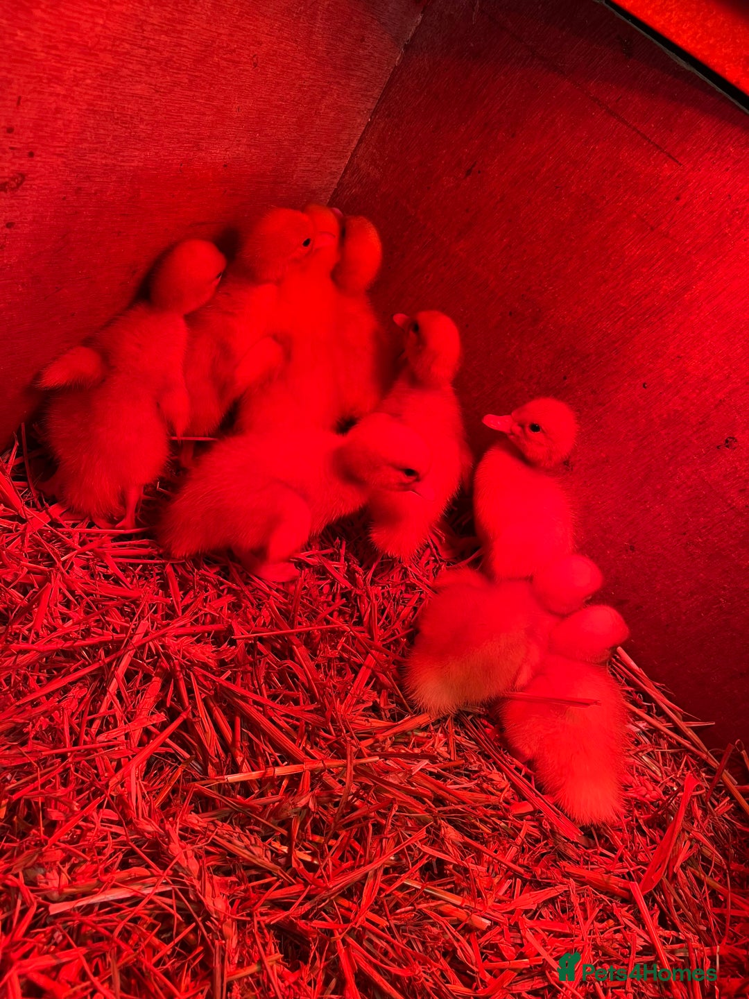 Ducks poultry for sale: Day old peaken ducks  - Image 3