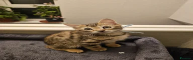 Bengal Kitten 3
