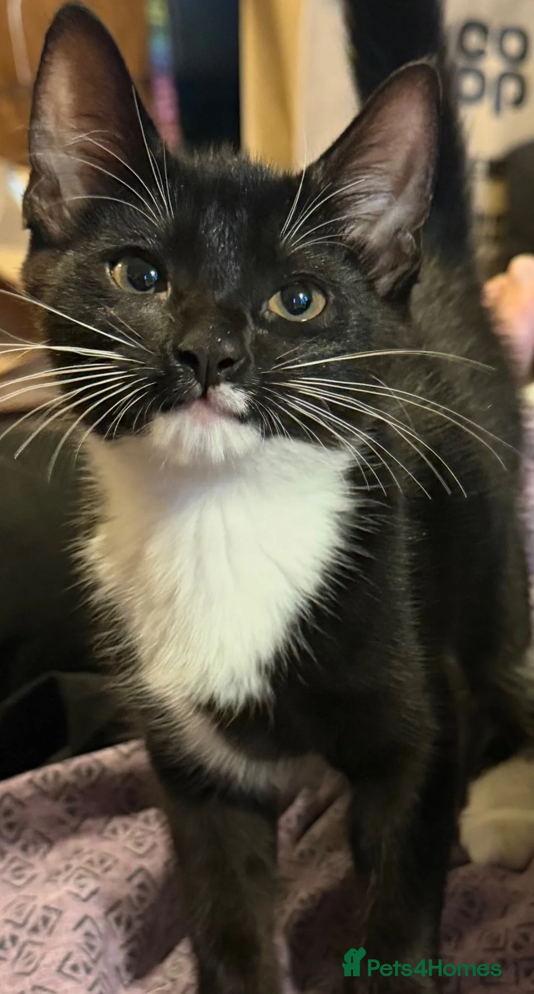 Mixed Breed cats for sale: 12 week old kittens - Advert 2