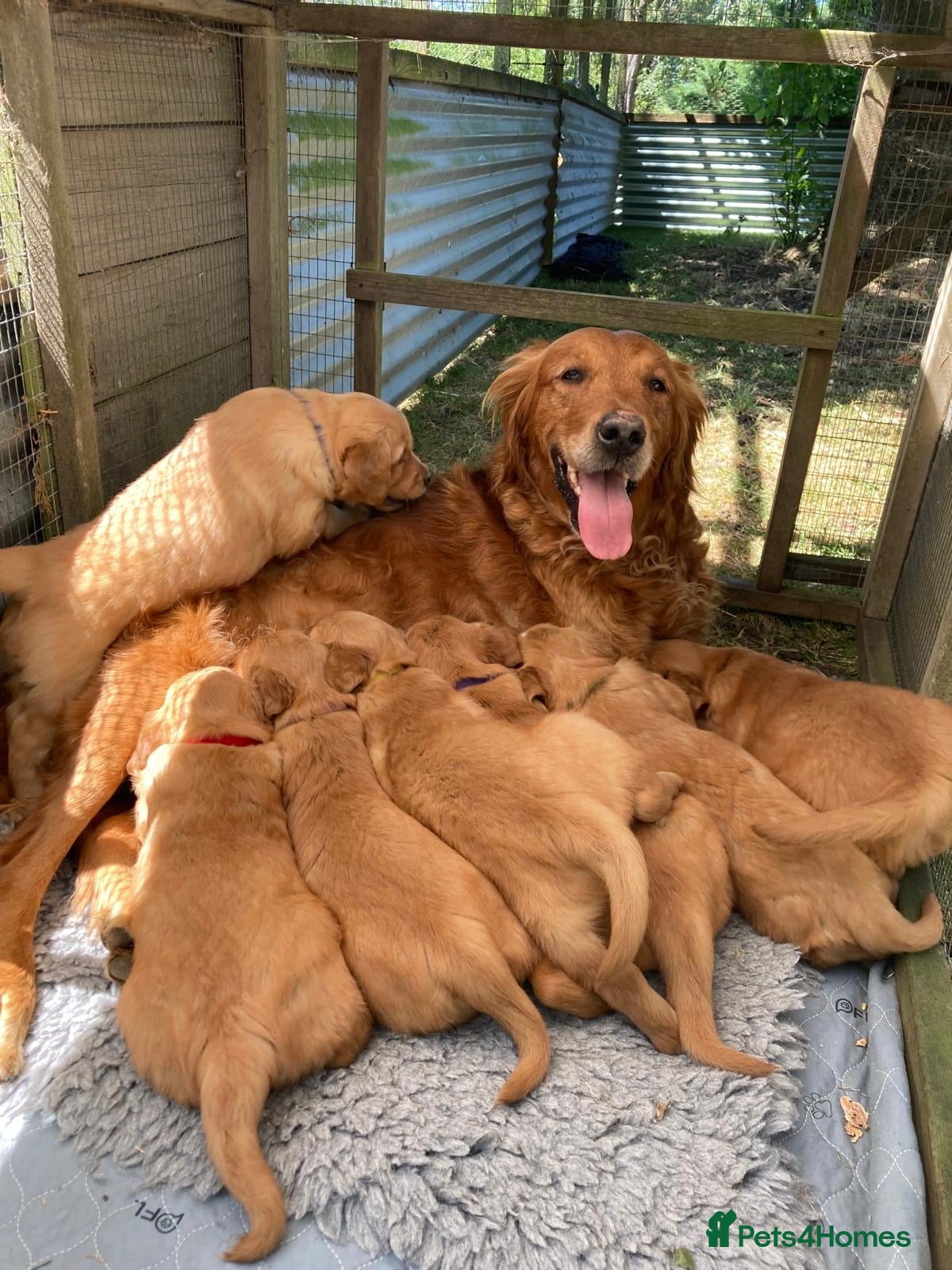 Golden Retriever dogs Beautiful dark golden retriever puppies - Advert 8