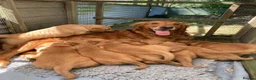 Golden Retriever dogs for sale: Beautiful dark golden retriever puppies - Advert 1