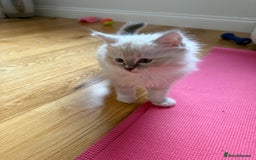 Ragdoll cats for sale: Two beautiful kittens - Image 9