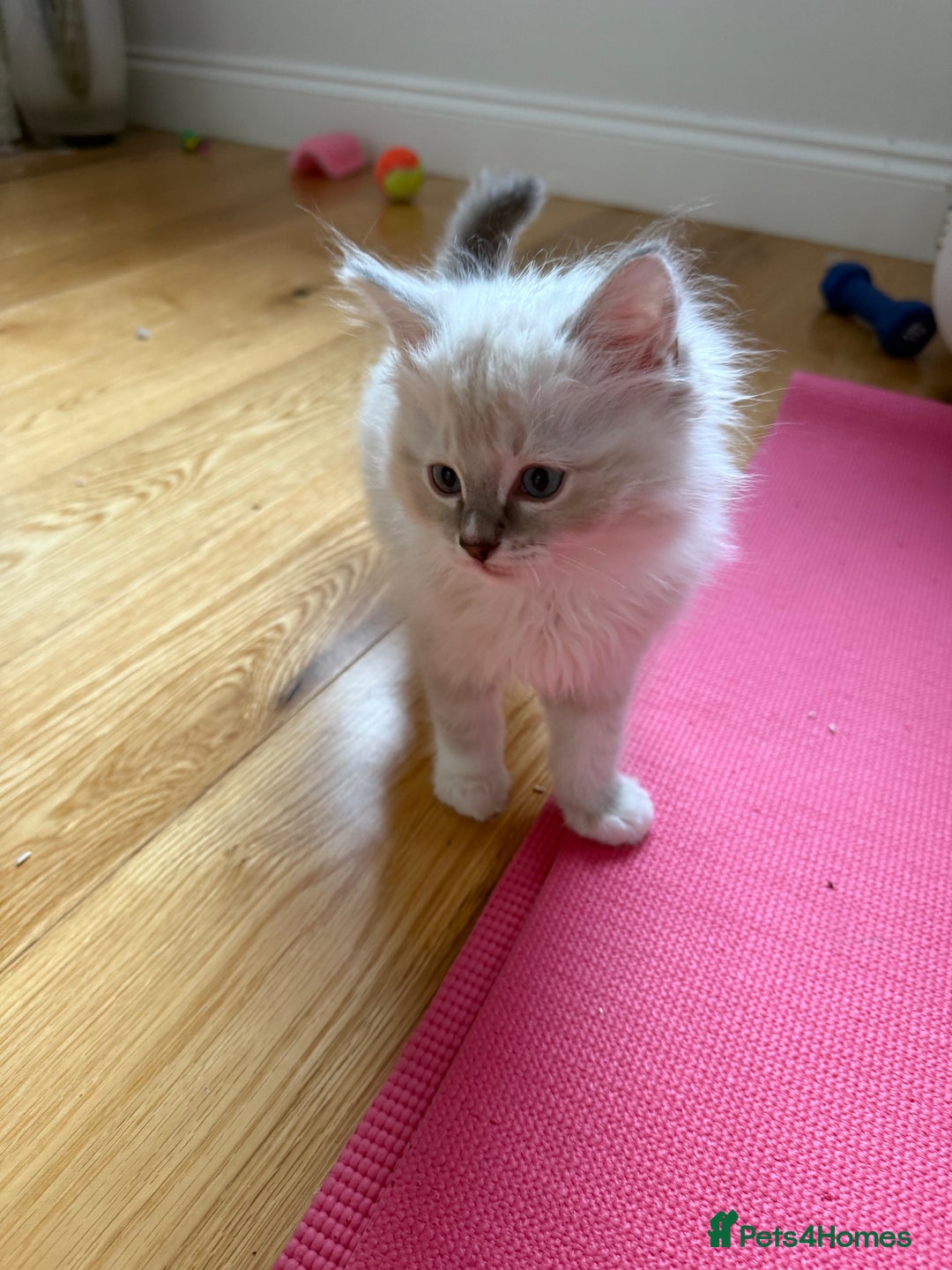 Ragdoll cats for sale: Two beautiful kittens - Image 9