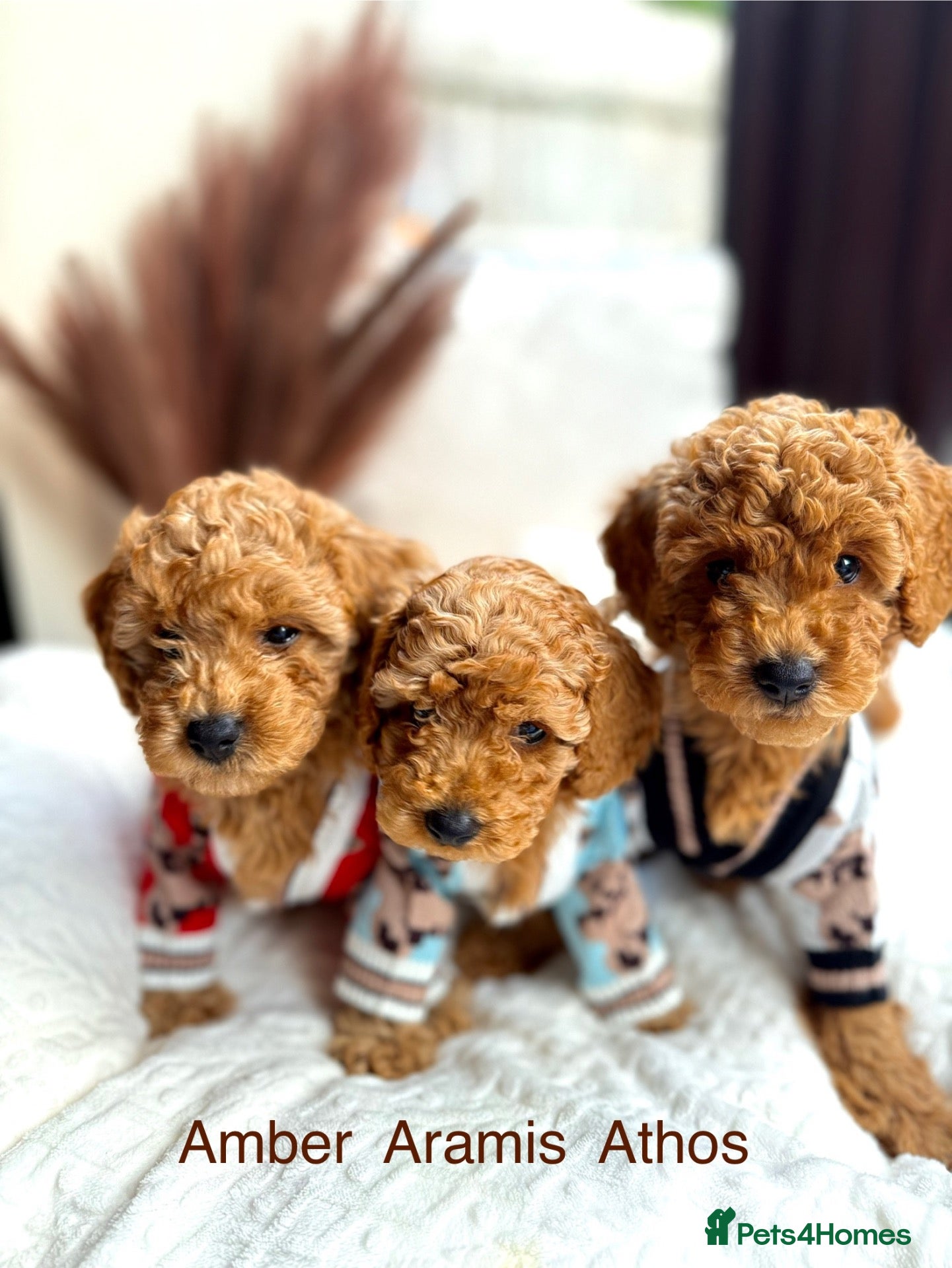 Toy Poodle dogs AVAILABLE NOW/KC registered/DNAclear - Advert 1