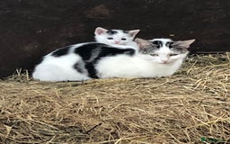 Domestic Shorthair cats for sale: Lovely male kitten - Image 1
